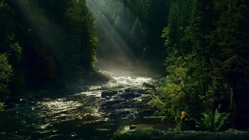 Stream in the forest