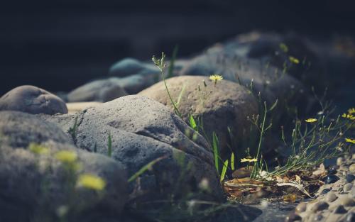 小草发芽 3840x2400