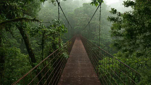  林间雨滴电脑壁纸