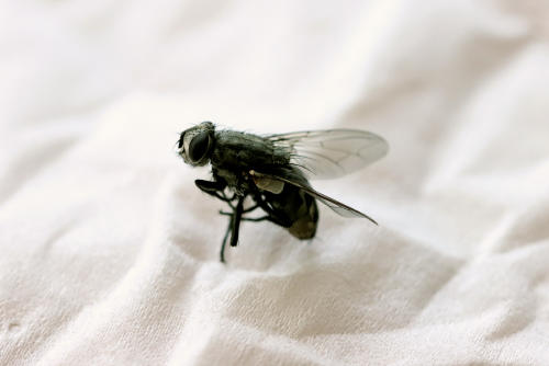 休息中的苍蝇