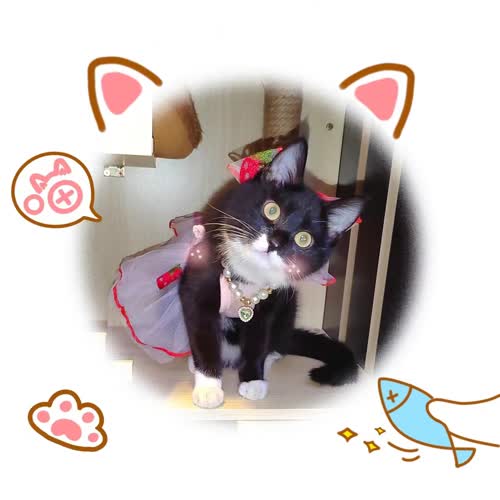 我的猫猫呀