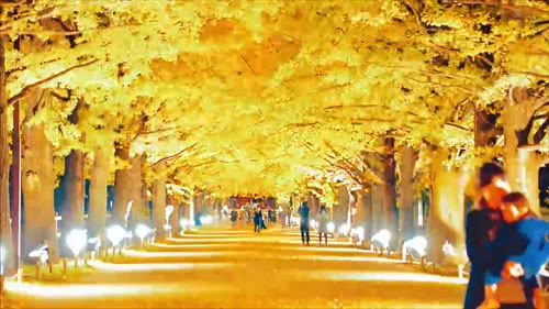 动态视频银杏林