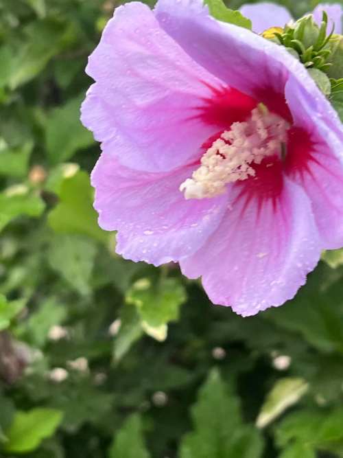 路边的花朵    历风雨而不改热烈