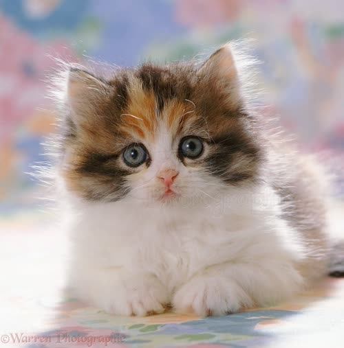 RR Calico cute kitten