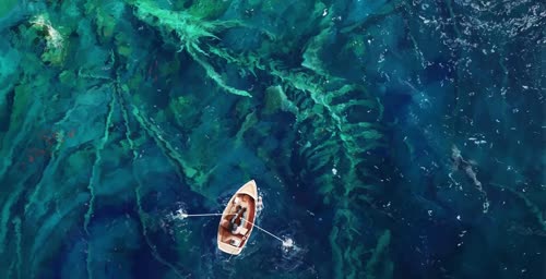 抖音老猫桌面美化