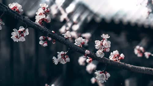 抖音老猫桌面美化