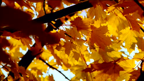 windows vista原版动态壁纸  4