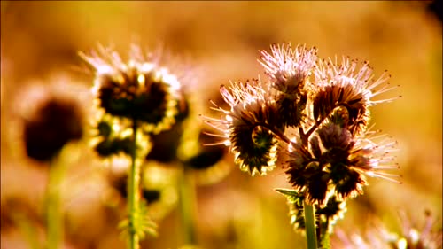 windows vista原版动态壁纸  7