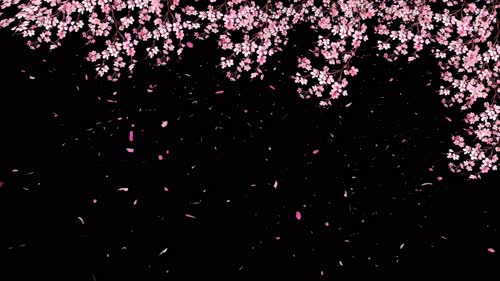樱花飘落