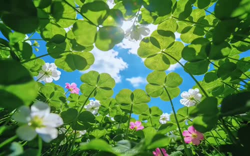 Lucky-四叶草