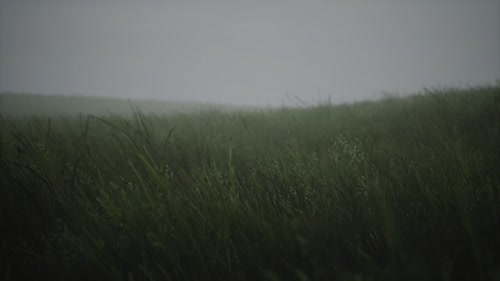 浓绿景深
