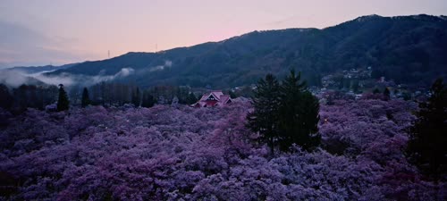 【8K 】日本 - 高远城址公园的樱花