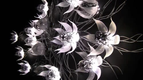 发光的永生花朵