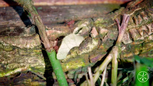 COSTA RICA IN 4K 60fps HDR ULTRA HD 1080pFHR