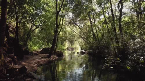 阳光下的森林溪流