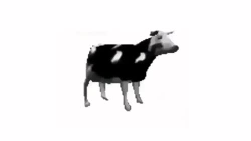 Polish cow