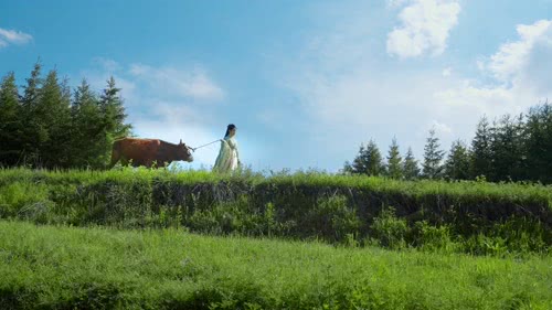 古风美女田野放牛