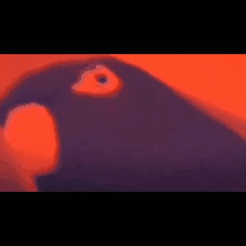 《奇怪的小鸟》 