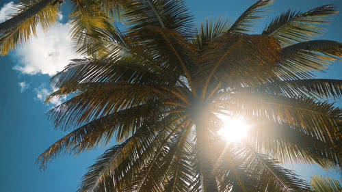 热带 棕榈树 阳光