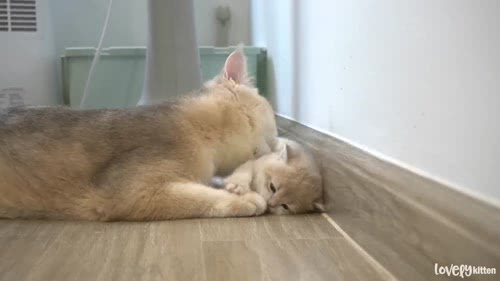 mother cat1_1080P_mp4