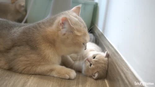 mother cat1_1080P_mp4