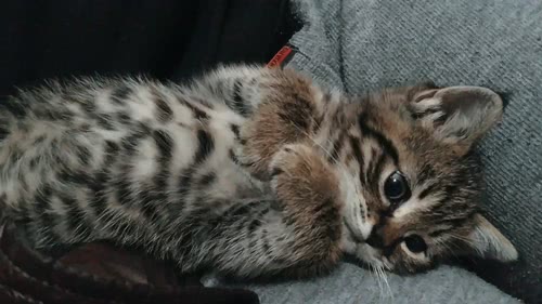 我想做只猫，一只懒懒的猫