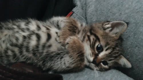 我想做只猫，一只懒懒的猫