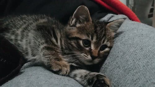 想要做只猫，一只只懂吃和睡的猫