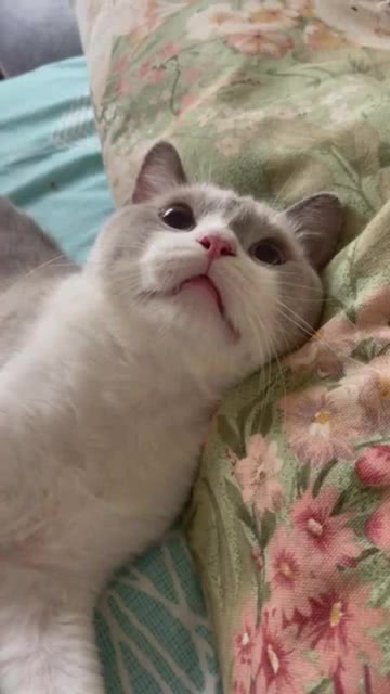 我家可愛的上上