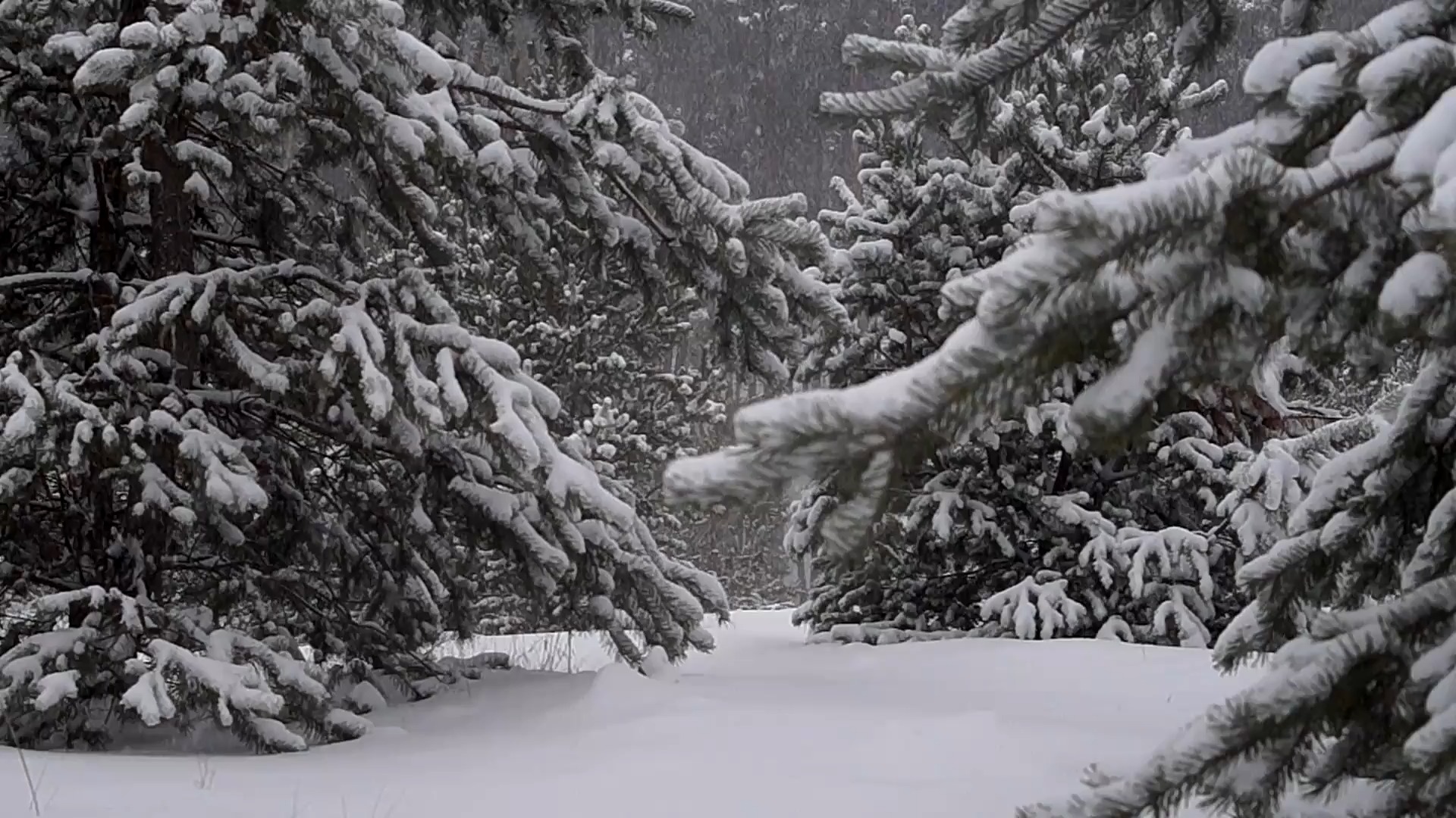 Snowy Trees (ZH Wallpaper)