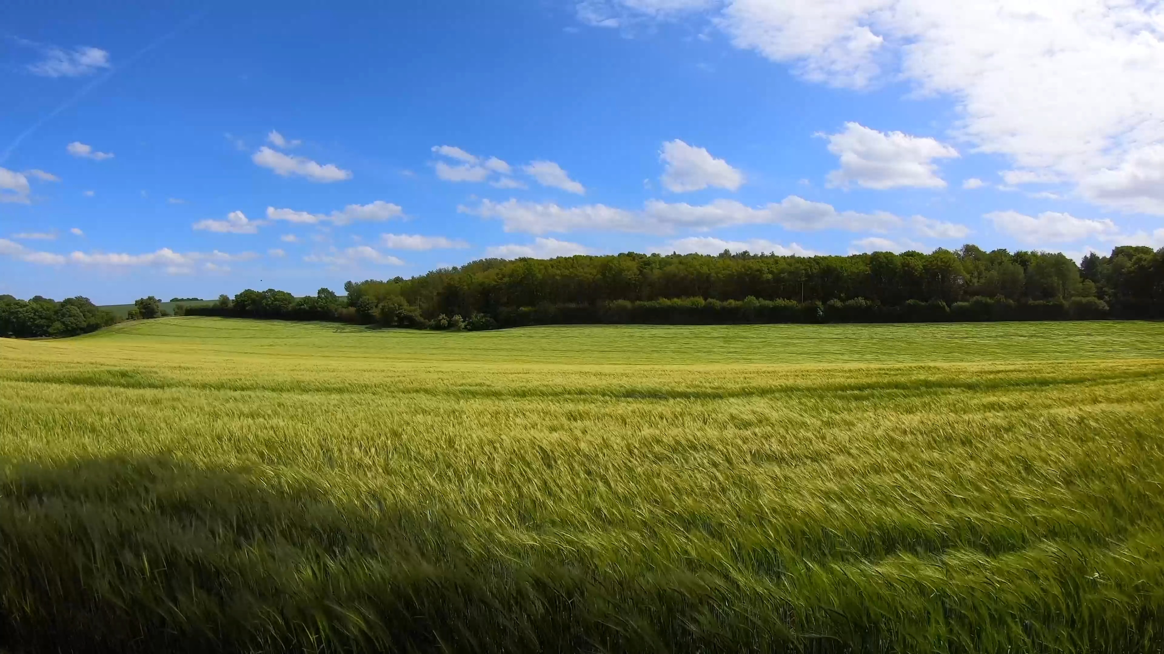 Windy Green Field (ZH Wallpaper)