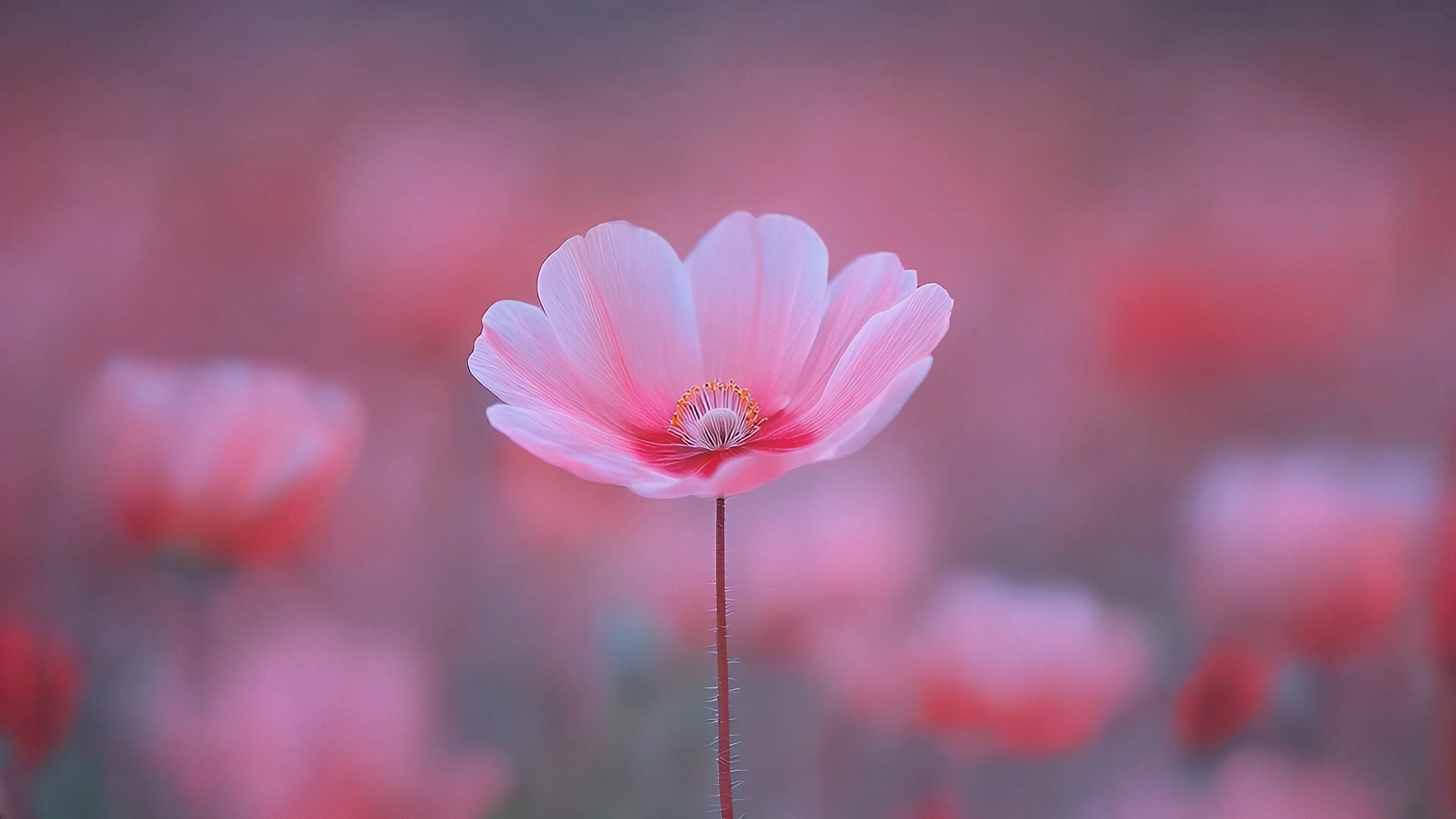 Pink Cosmo Flower (ZH Wallpaper)