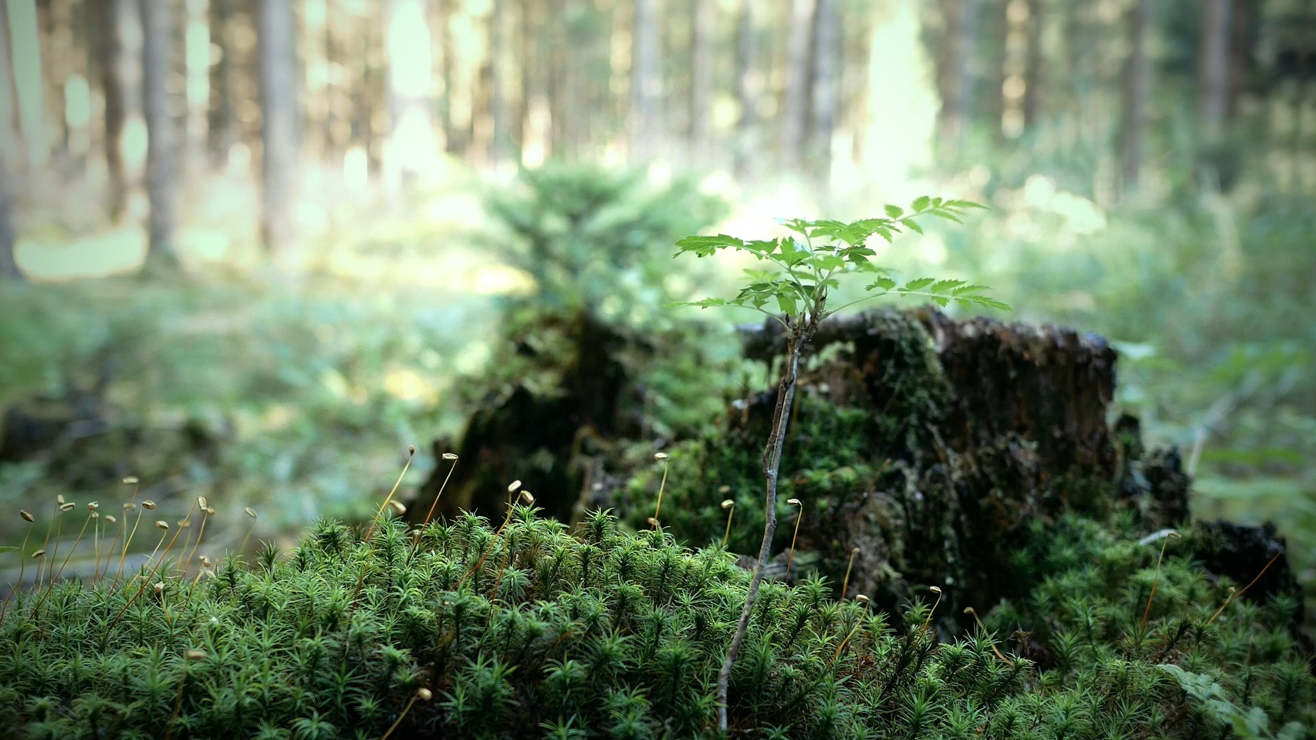 Baby Tree (ZH Wallpaper)