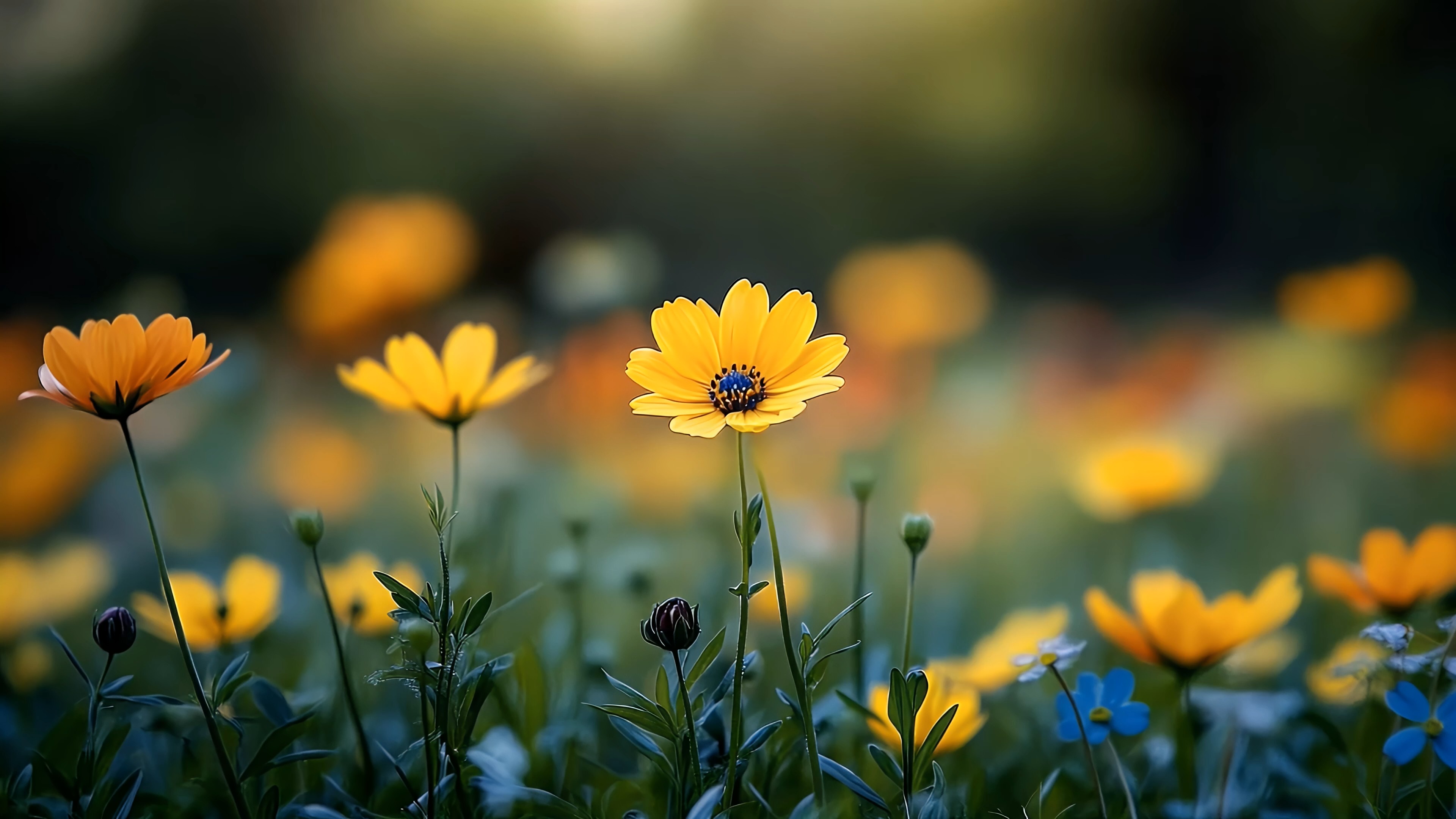 Yellow Flower (ZH Wallpaper)