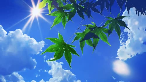 风景 树叶  夏日