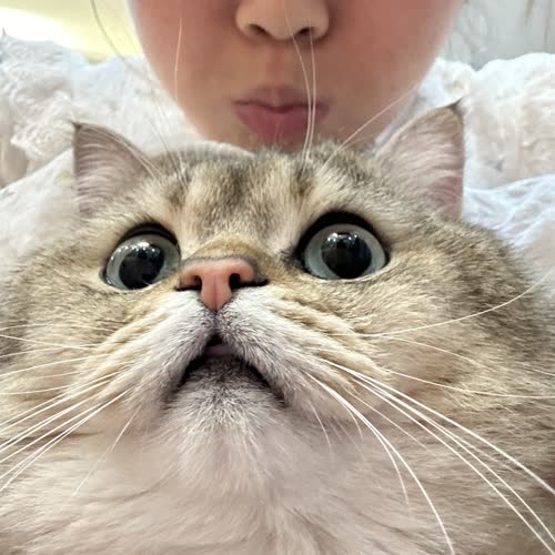 金渐层猫咪