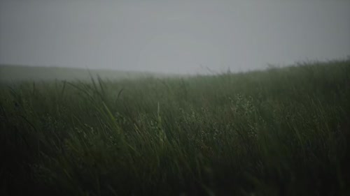 抖音-狐狸（桌面美化）