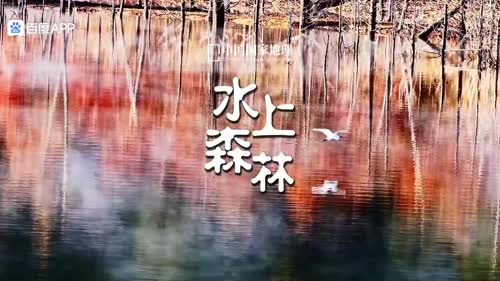 水上森林