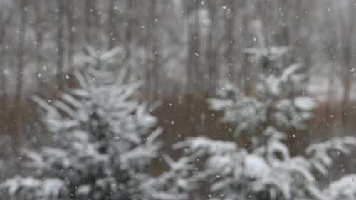 雪景