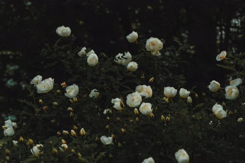 野蔷藏暮