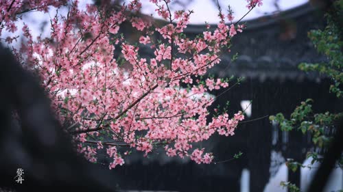 园林
